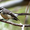 Grey Fantail