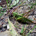 Great Green Bush-Cricket