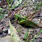 Great Green Bush-Cricket