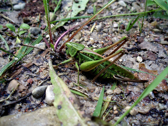 Spotting Image 1