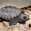 Snapping Turtle