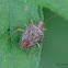 Stink Bug