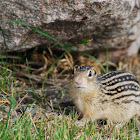 Striped Gopher