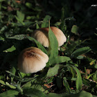 uncertain mushroom