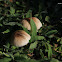 uncertain mushroom