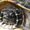 Peninsula cooter