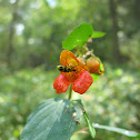 Spotted Cucumber Beetle