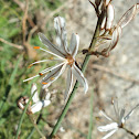 White Asphodel