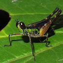 Grasshopper