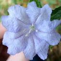 Fringeleaf Wild Petunia