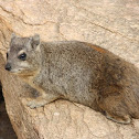 Hyrax