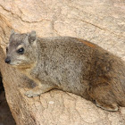 Hyrax