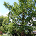 Dawn Redwood