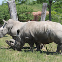 White rhinoceros