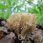 Coral Mushroom