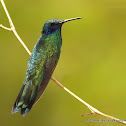 Sparkling Violetear