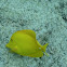 Yellow Tang