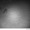 raccoon