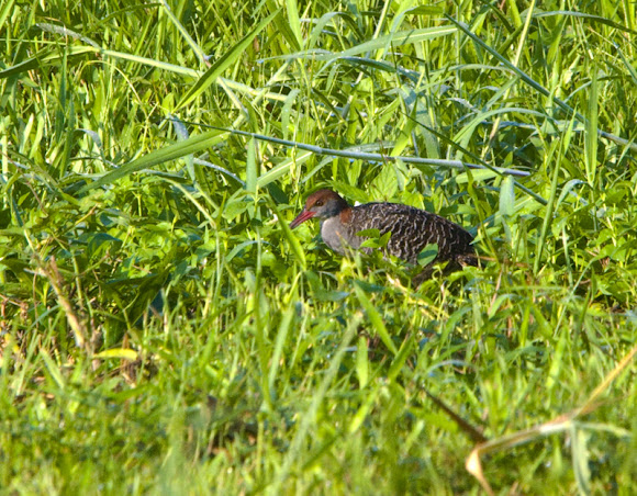 Spotting Image 1