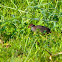 Slaty-Breasted Rail