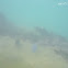 uncertain blue fish