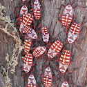Mesquite Giant Beetle