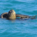 Green sea turtle