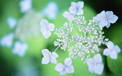 How to download Flowers Wallpapers patch 2.0.6 apk for pc