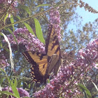Tiger Swallowtail