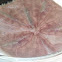 Clypeaster rotundus