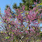 Redbud
