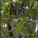 Verreaux's Eagle Owl