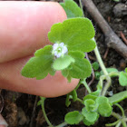 Ivy-leaved Speedwell
