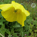 Welsh Poppy