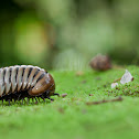 Pill Millipede