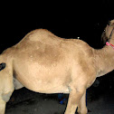 Camel