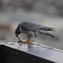 Peregrine Falcon