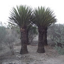palma samandoca