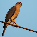 Shikra