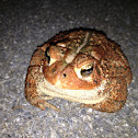 American Toad