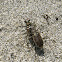 Margined Tiger Beetle