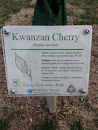 Kwanzan Cherry