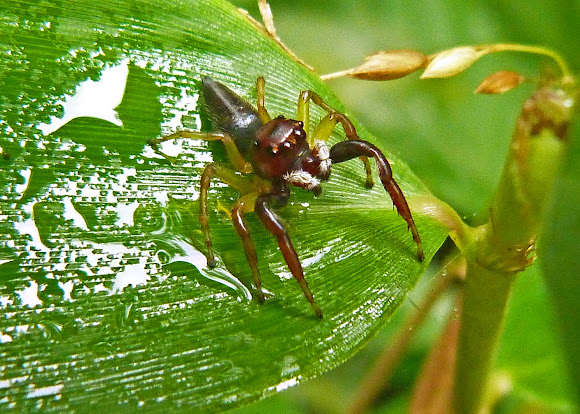 Spotting Image 1