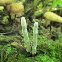 Dead Man's Fingers