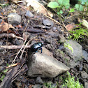 Dor Beetle