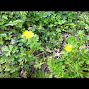 Buttercup
