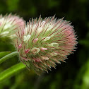 Rabbit-foot Clover