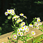 Robin's Plantain