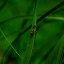Hymenoptera