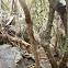Caribbean Anole Lizard